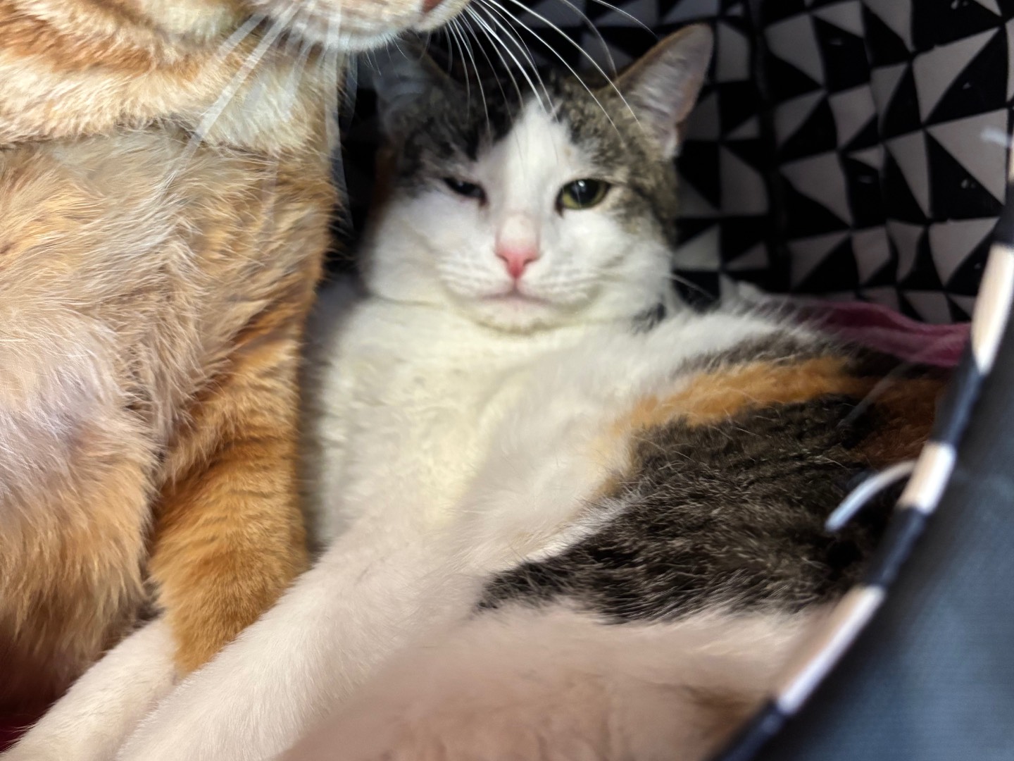 Adotta un gatto, femmina, 10 mesi, Brescia