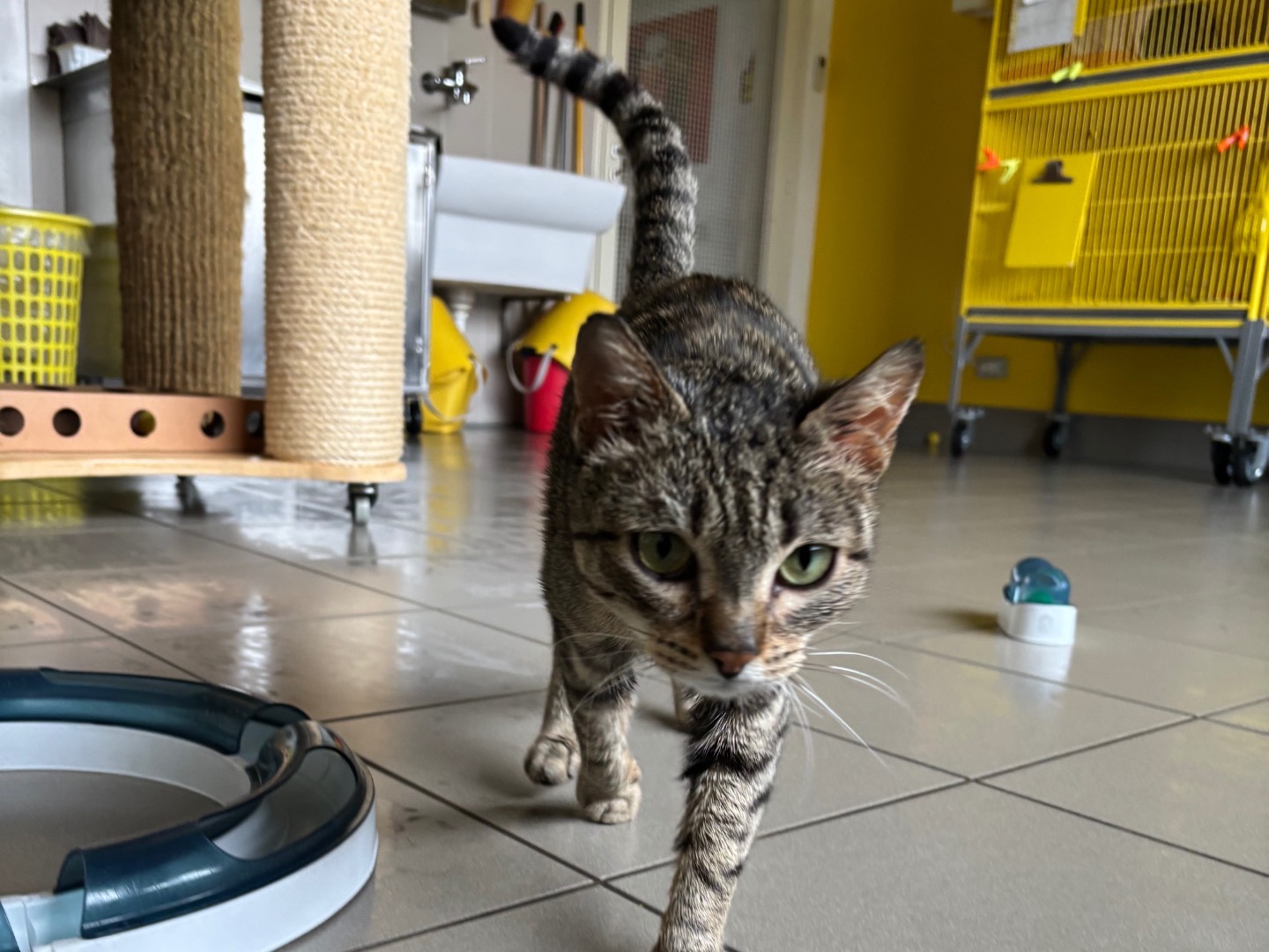 Adozione gatto, femmina, Razza sconosciuta Razza sconosciuta, 7 mesi, taglia non valida, Brescia