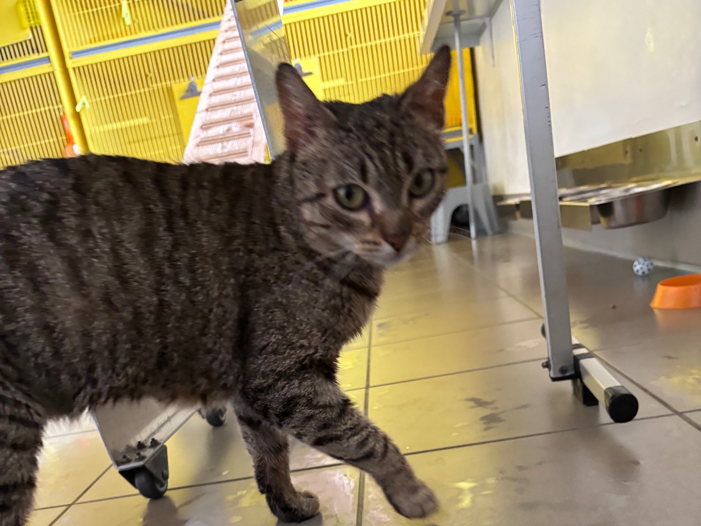 Adotta un gatto, femmina, 7 mesi, Brescia