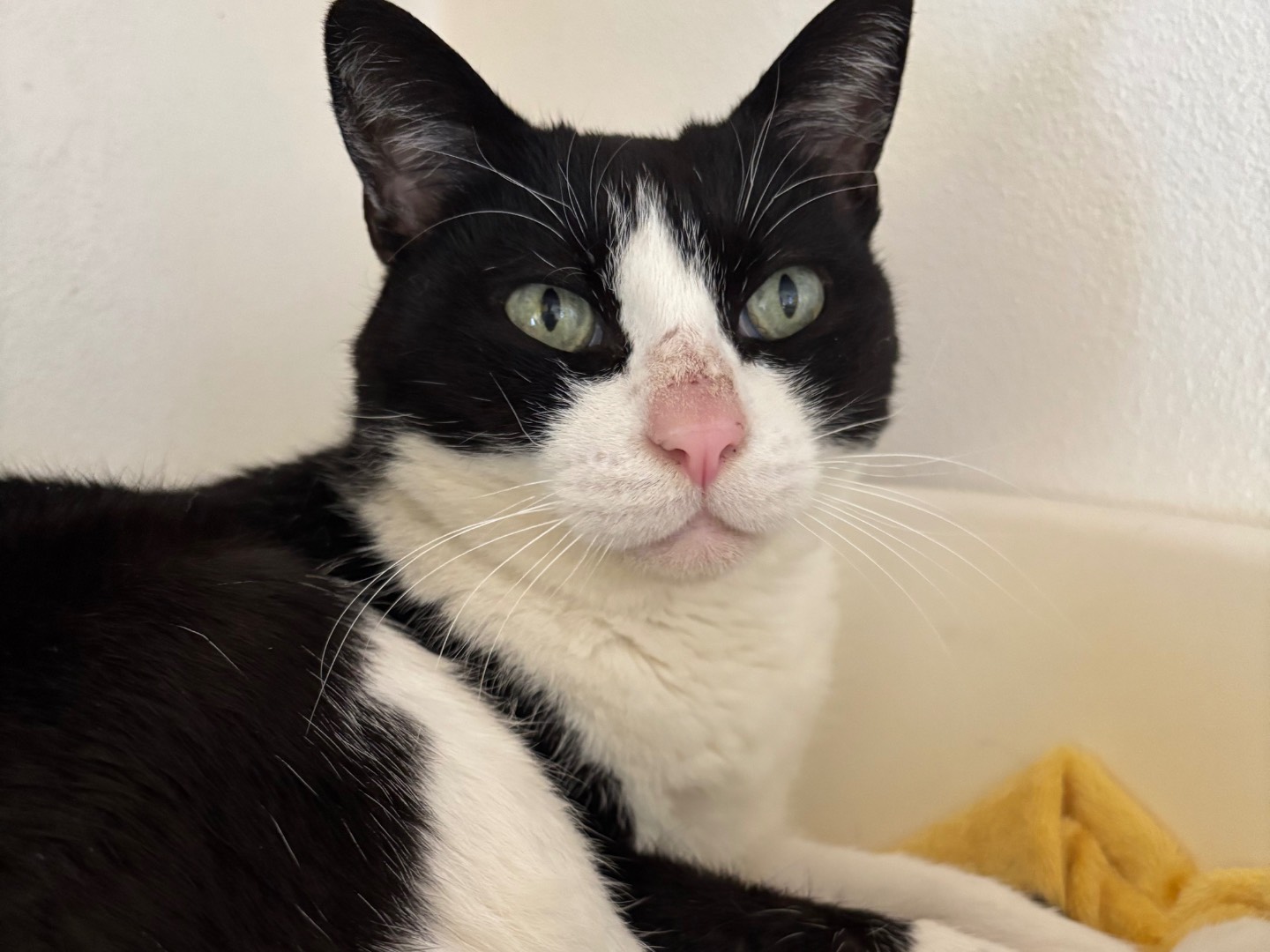 Adozione gatto, femmina, Razza sconosciuta Razza sconosciuta, 8 anni, taglia non valida, Brescia