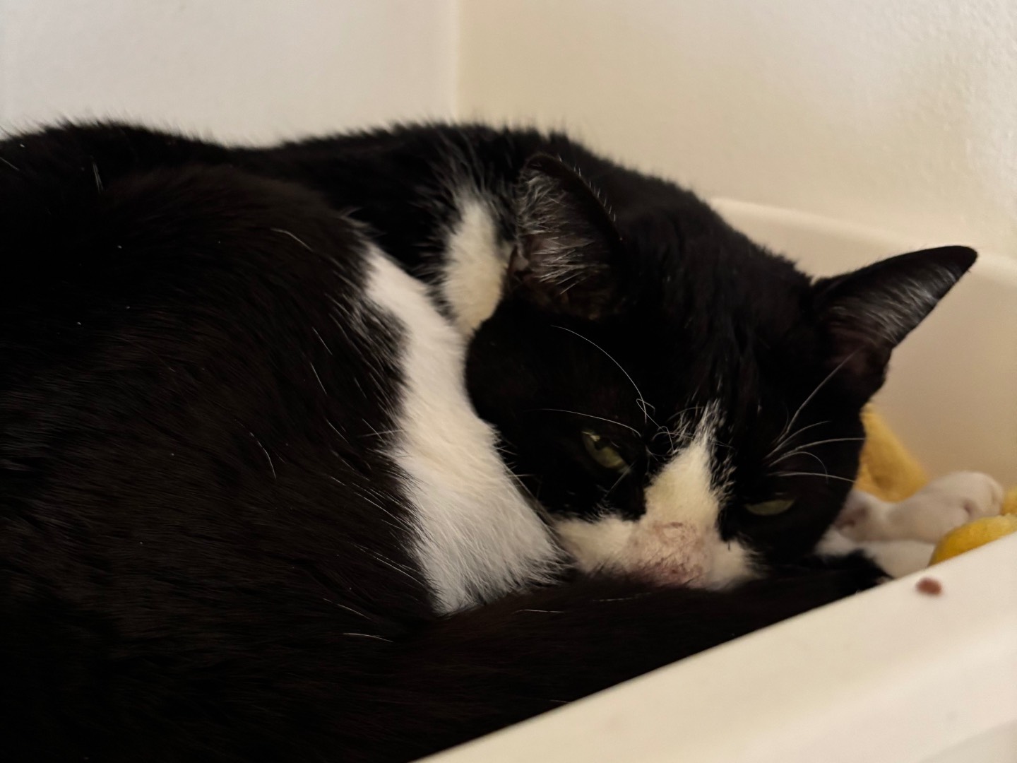 Adotta un gatto, taglia non valida, femmina, Brescia