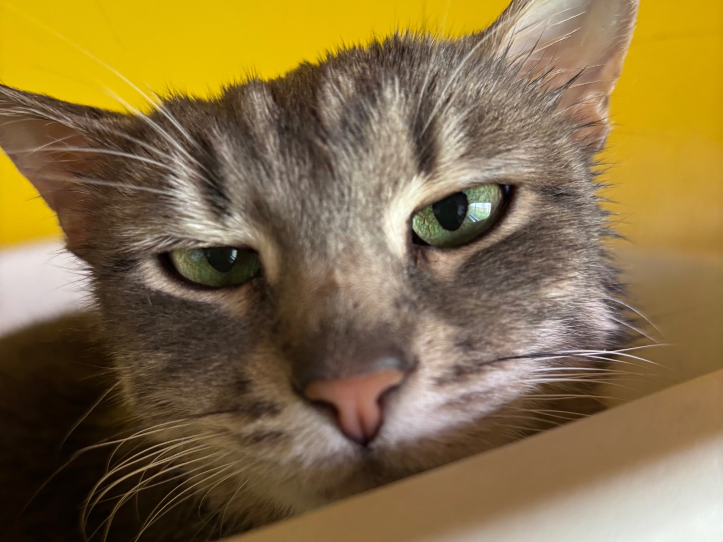 Adozione gatto, femmina, Razza sconosciuta Razza sconosciuta, 3 anni, taglia non valida, Brescia