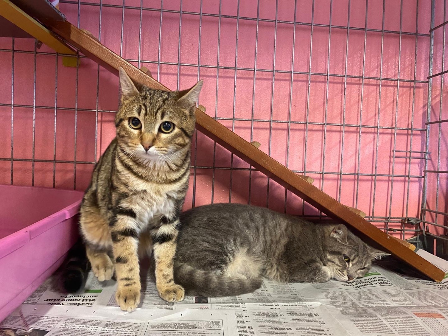 Adozione gatto, maschio, Razza sconosciuta Razza sconosciuta, 6 mesi, taglia non valida, Brescia