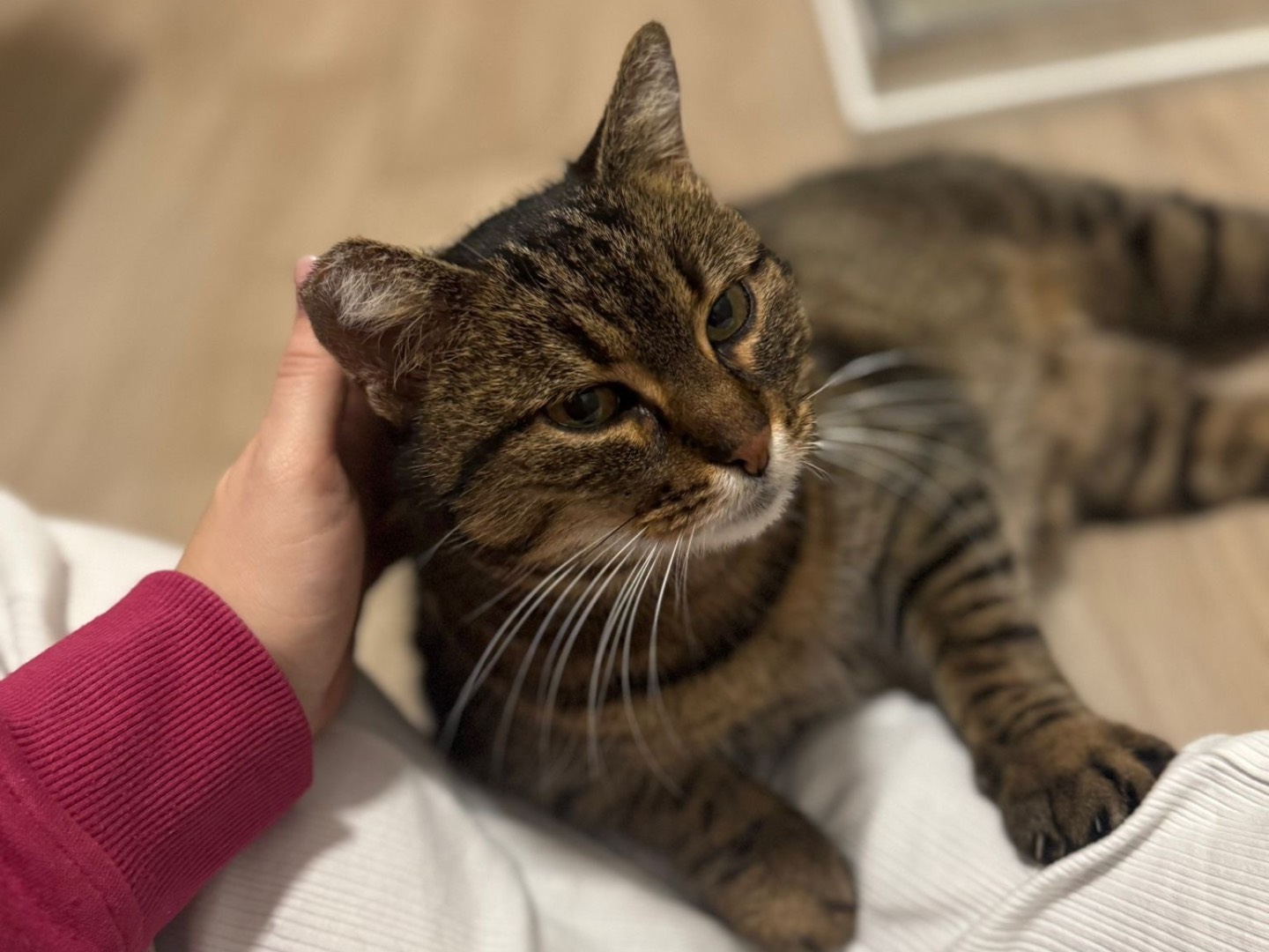 Adozione gatto, femmina, Razza sconosciuta Razza sconosciuta, 2 anni e 5 mesi, taglia non valida, Brescia