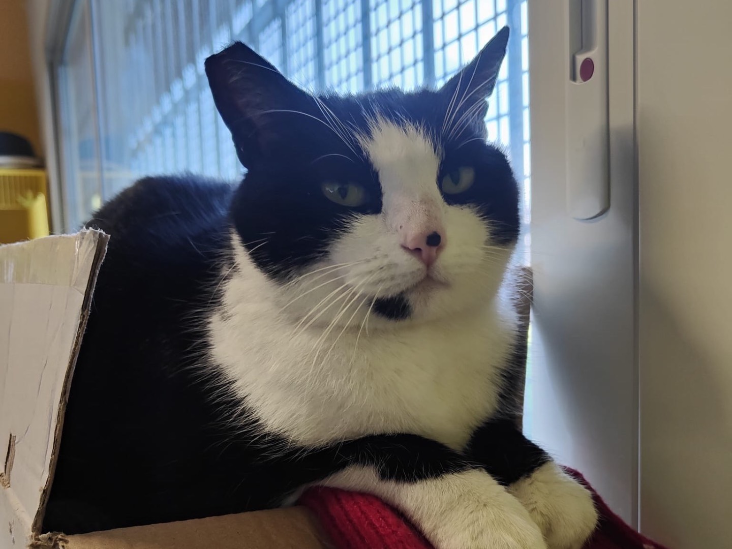 Adozione gatto, maschio, Razza sconosciuta Razza sconosciuta, 2 anni e 1 mese, taglia non valida, Brescia