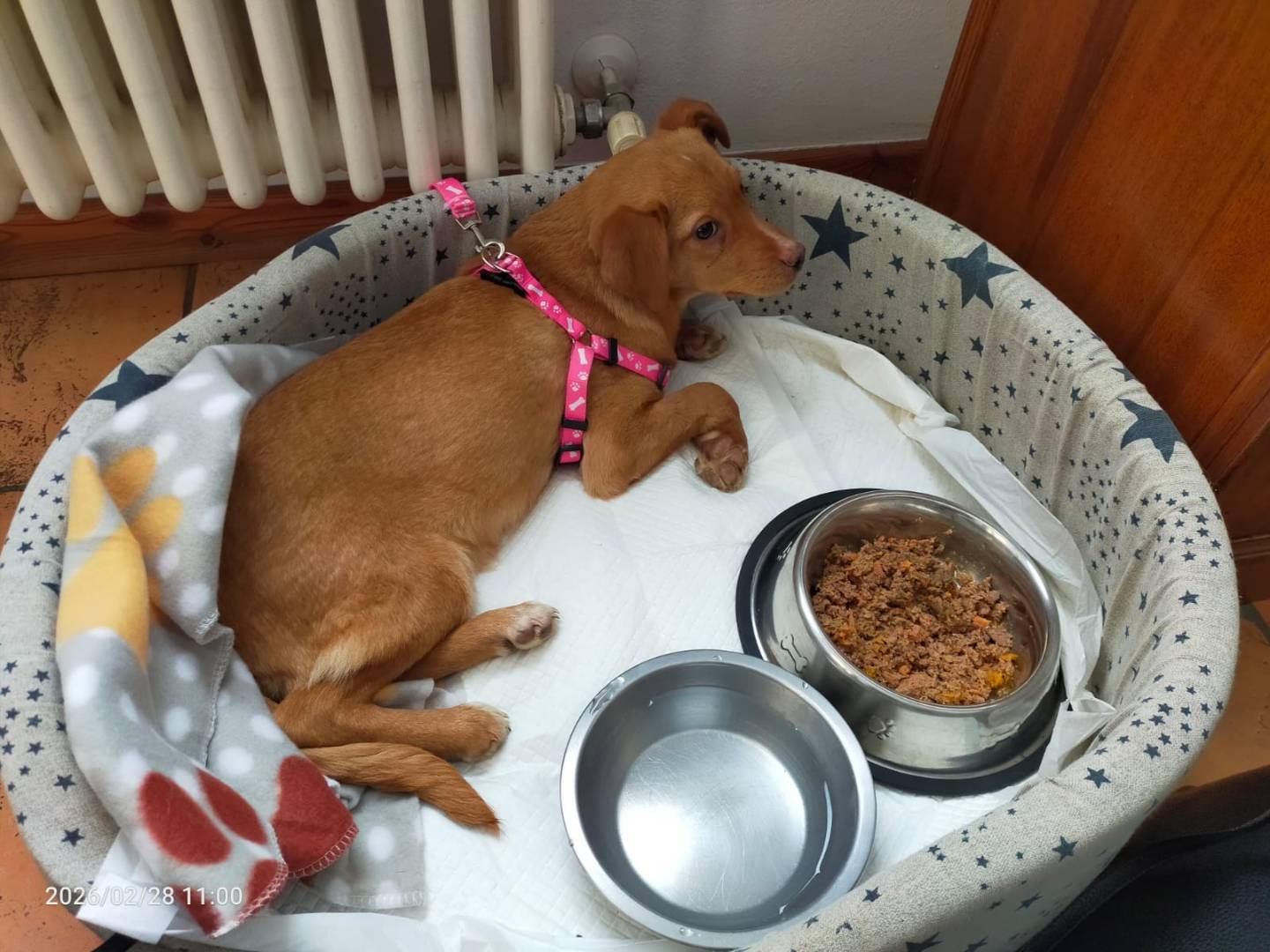 Adozione cane, femmina, Razza sconosciuta Razza sconosciuta, 5 mesi, taglia media, Treviso