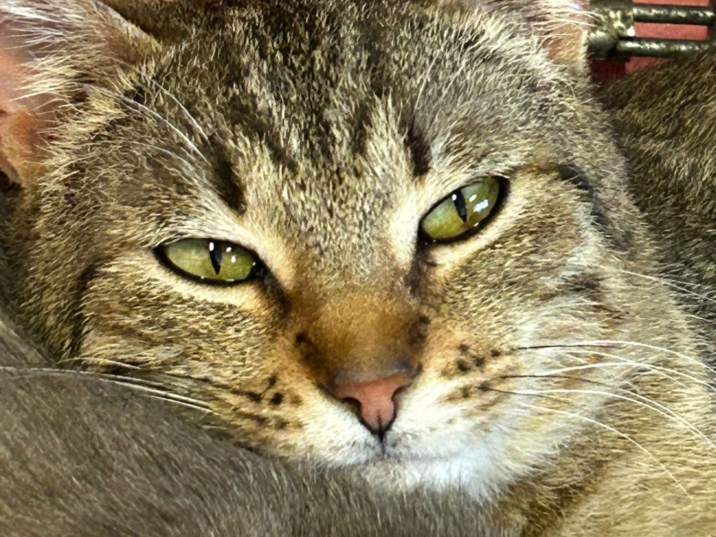 Adozione gatto, maschio, Razza sconosciuta Razza sconosciuta, 7 mesi, taglia non valida, Brescia