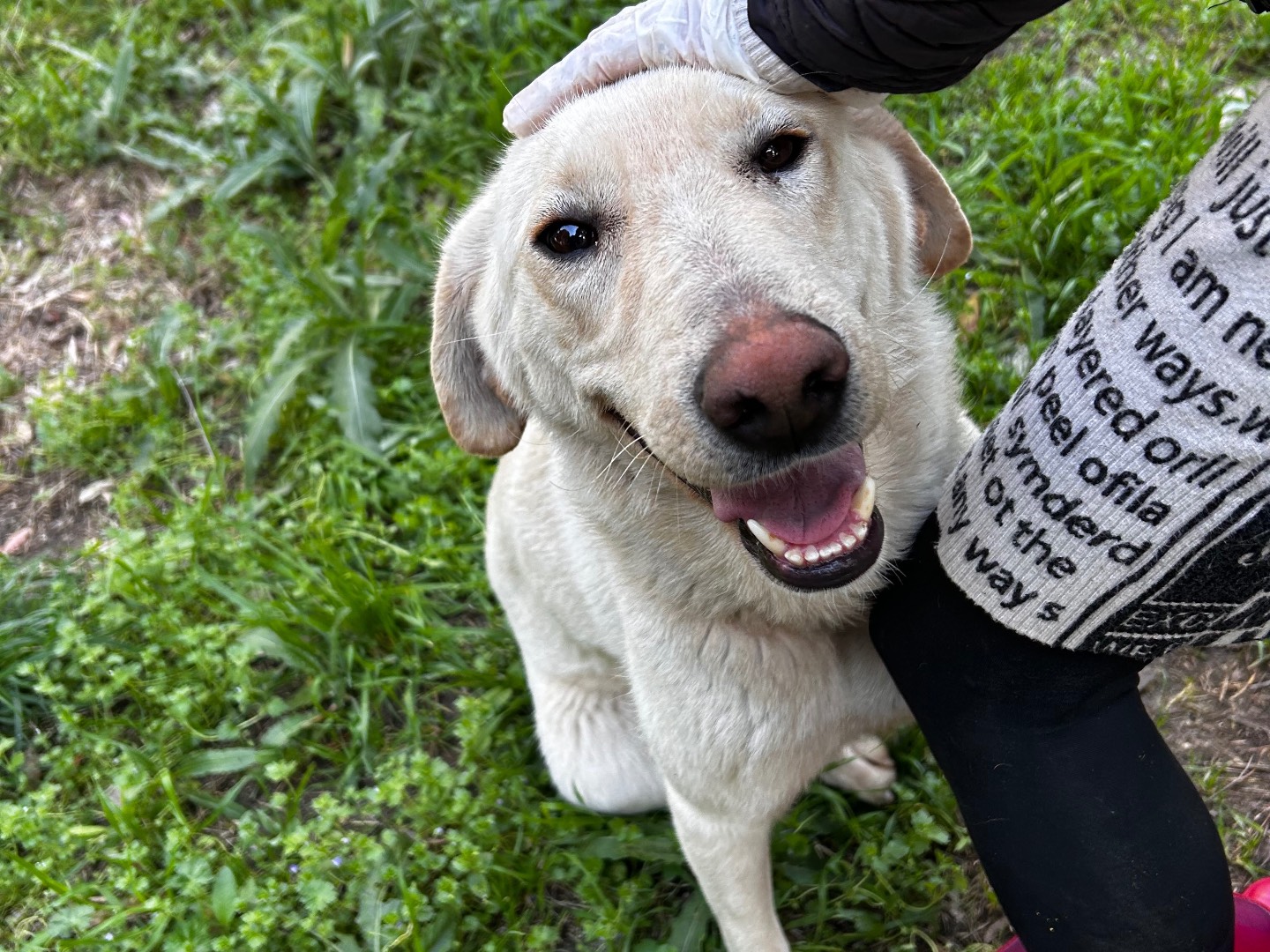 Adozione cane, femmina, Razza sconosciuta Razza sconosciuta, 3 anni e 6 mesi, taglia media, Chieti