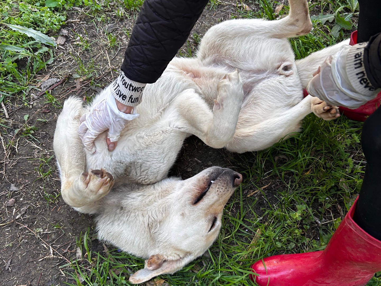 Adotta un cane, femmina, 3 anni e 6 mesi, Chieti