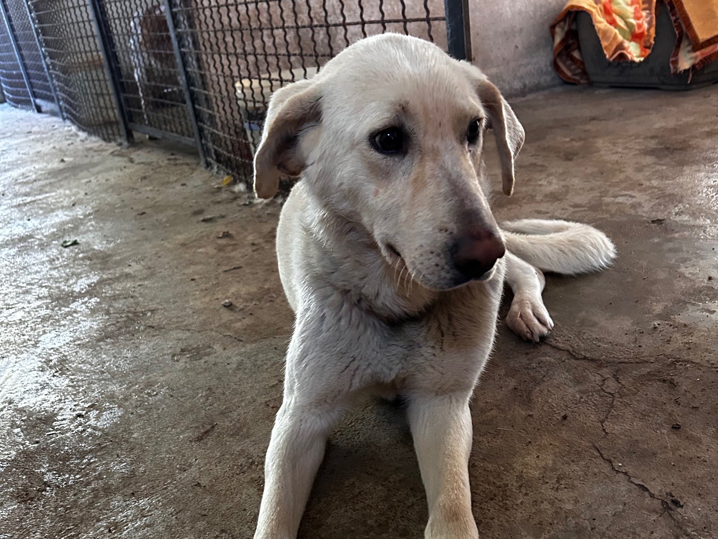 Adotta un cane, taglia media, femmina, Chieti