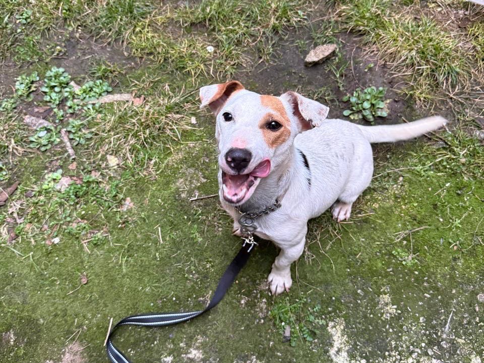 Adozione cane, maschio, Jack Russell Terrier Razza sconosciuta, 1 anno, taglia piccola, Salerno