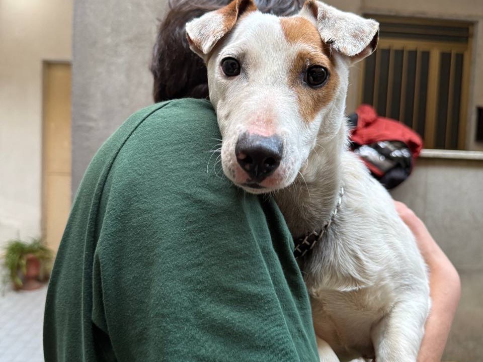 Adotta un cane, maschio, 1 anno, Salerno