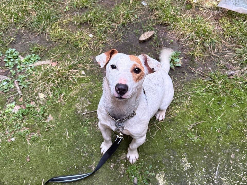Adotta un cane, taglia piccola, maschio, Salerno