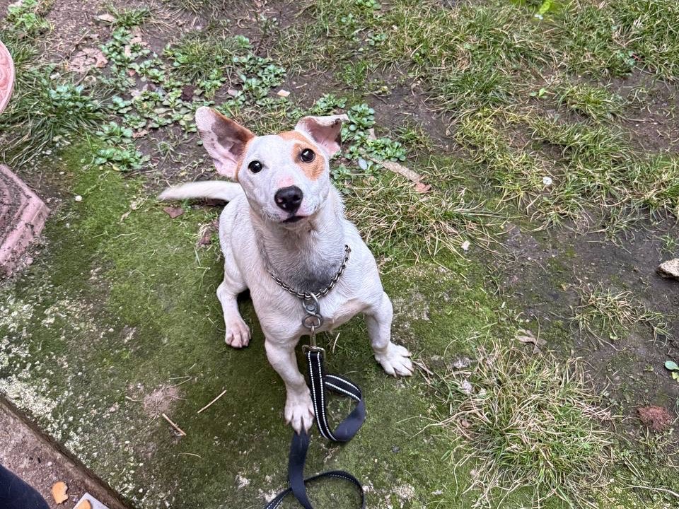 Vuoi adottare un cane a Salerno?