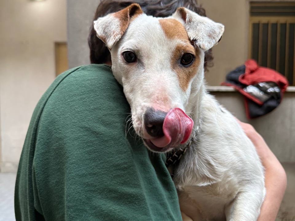 Adotta il cane Ubaldino a Salerno