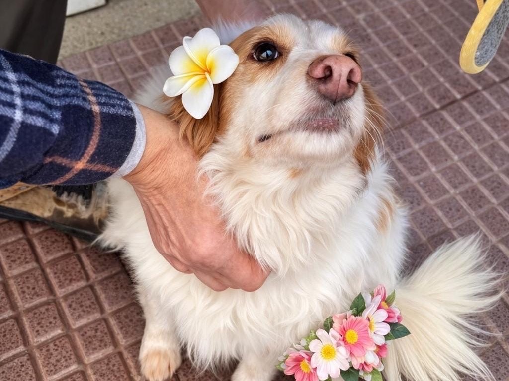 Adozione cane, femmina, Breton Razza sconosciuta, 7 anni e 11 mesi, taglia media contenuta, Como