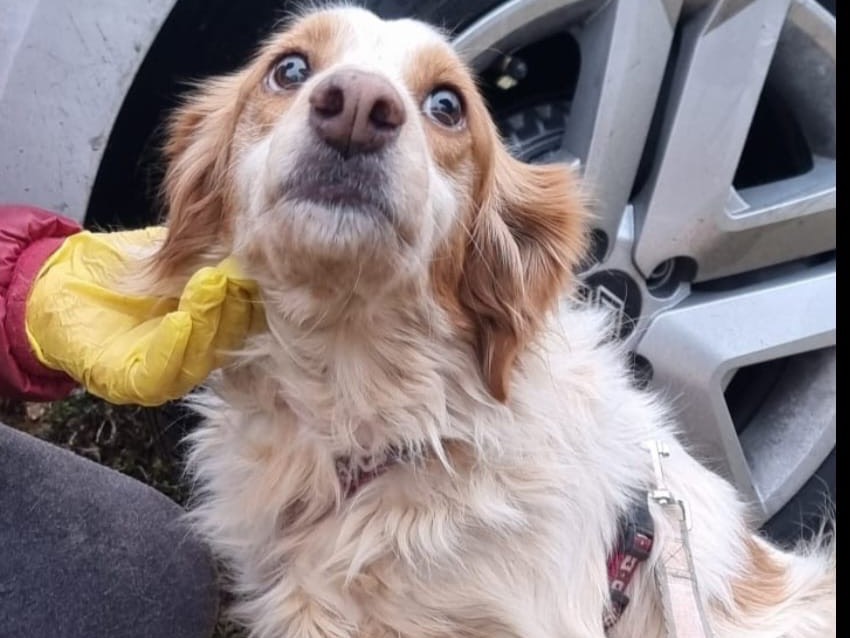 Adotta un cane, femmina, 7 anni e 11 mesi, Como