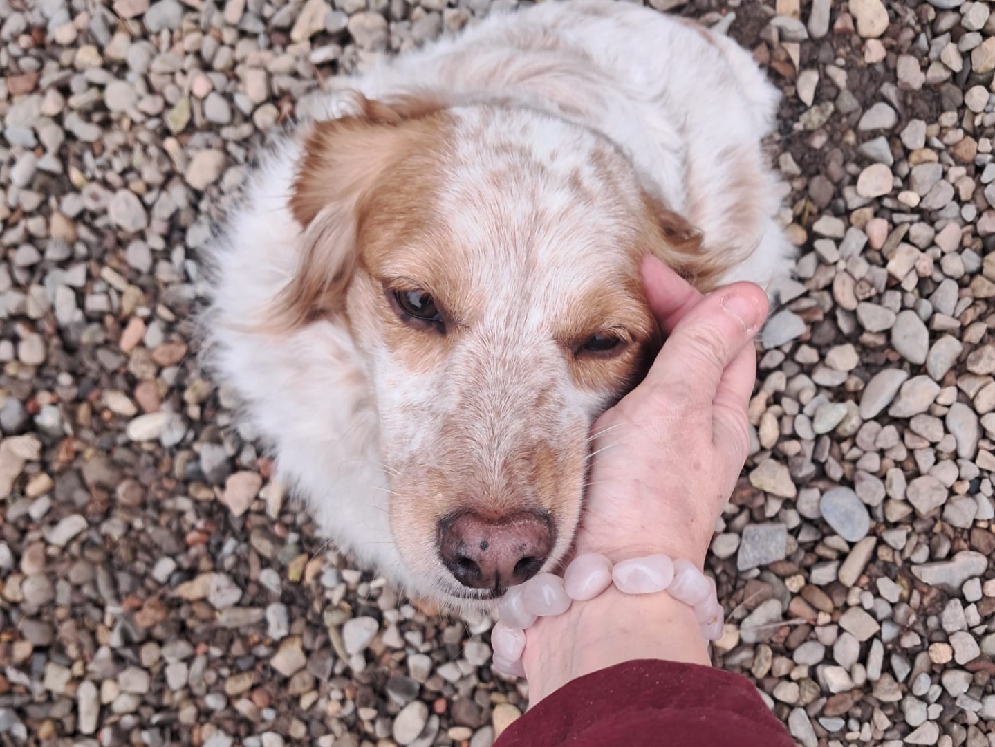 Adotta un cane, taglia media contenuta, femmina, Como