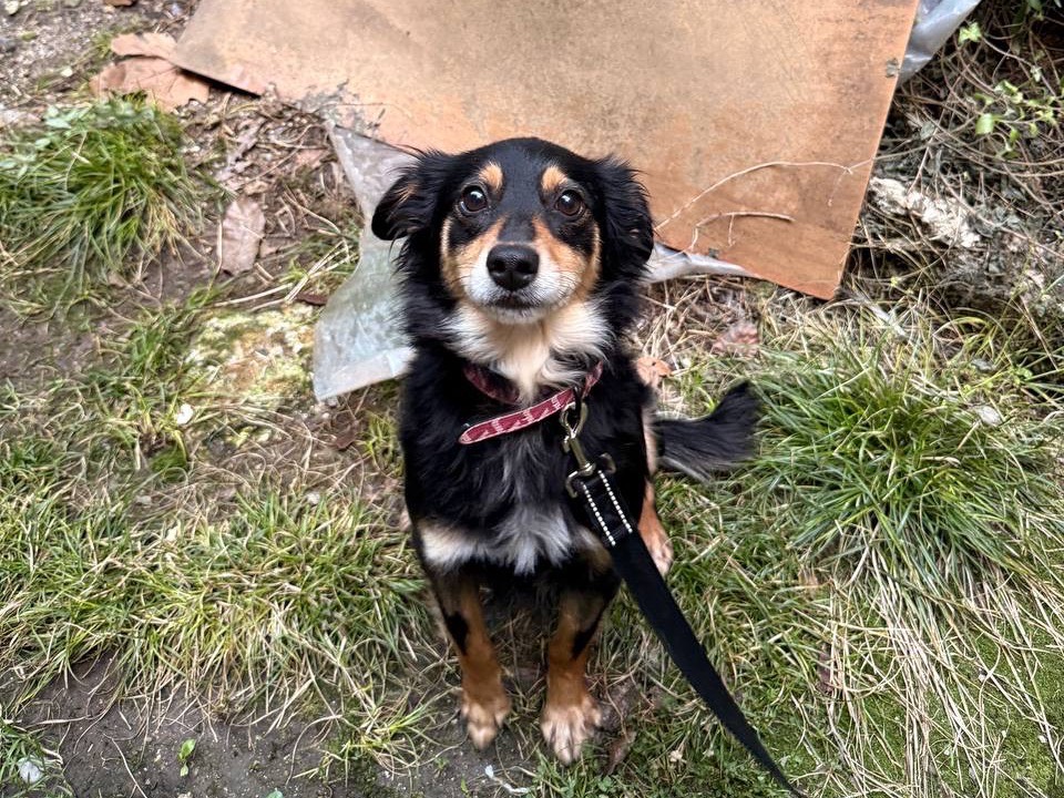 Adozione cane, femmina, Razza sconosciuta Razza sconosciuta, 2 anni e 1 mese, taglia piccola, Salerno