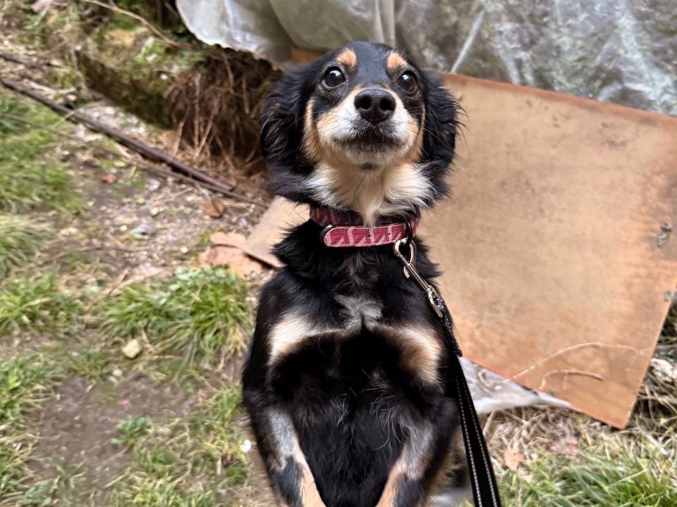 Adotta un cane, taglia piccola, femmina, Salerno