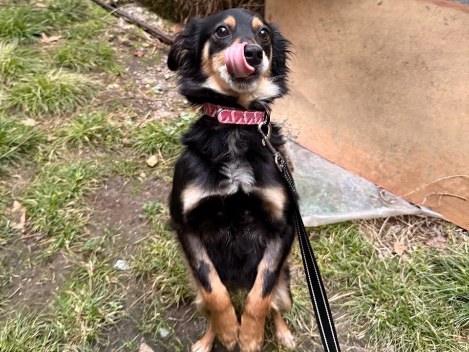 Vuoi adottare un cane a Salerno?