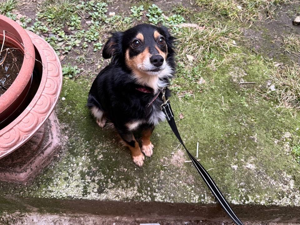 Adotta il cane Betta a Salerno