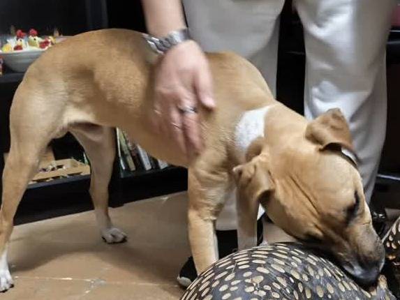 Vuoi adottare un cane a Milano?