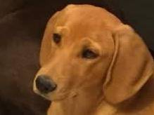 Adozione cane, femmina, Segugio Razza sconosciuta, 7 anni, taglia media, Padova