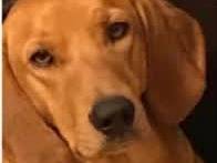 Adotta un cane, femmina, 7 anni, Padova