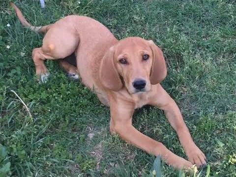 Adotta un cane, taglia media, femmina, Padova