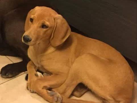 Vuoi adottare un cane a Padova?