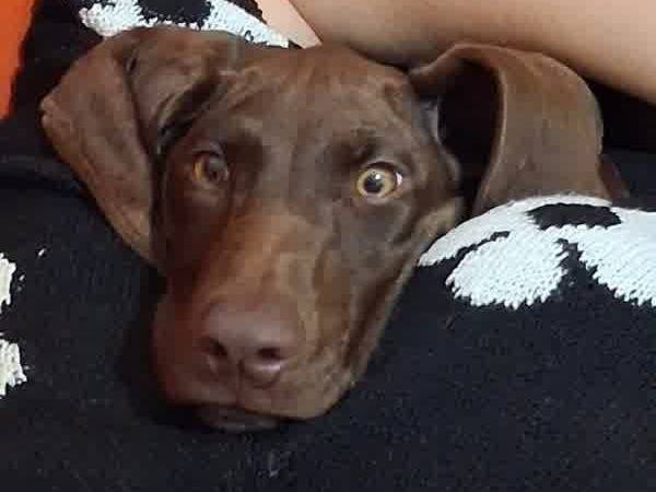 Adozione cane, femmina, Segugio austriaco Razza sconosciuta, 3 mesi, taglia media contenuta, Padova