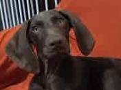 Adotta un cane, femmina, 3 mesi, Padova