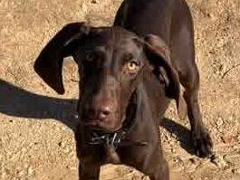 Adotta un cane, taglia media contenuta, femmina, Padova