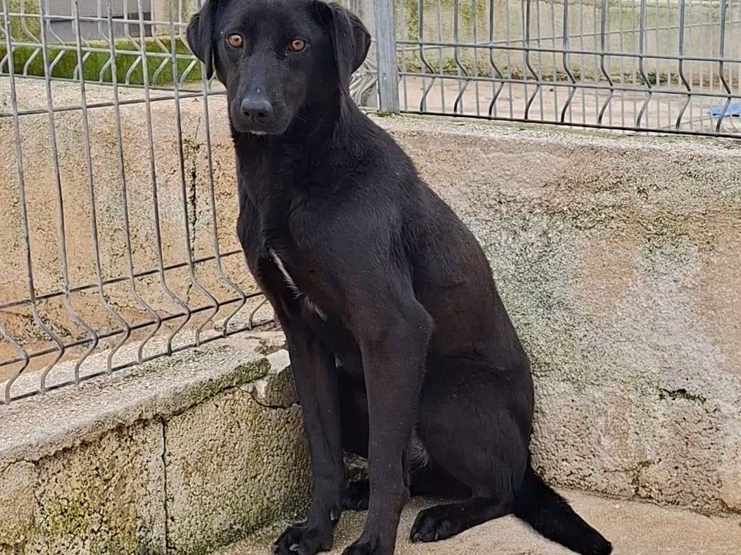 Adozione cane, femmina, Razza sconosciuta Razza sconosciuta, 1 anno e 4 mesi, taglia media, Bari
