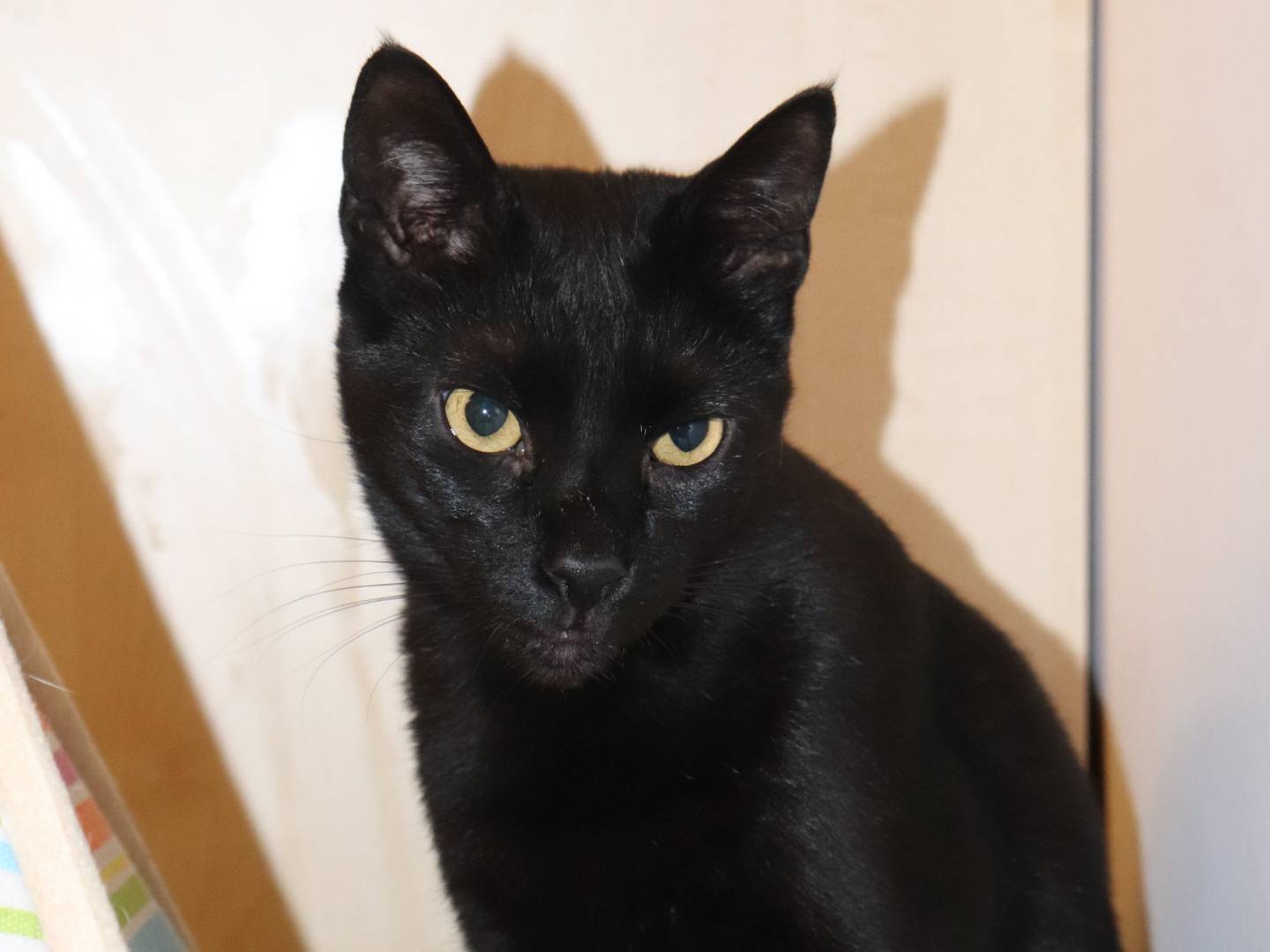 Adotta un gatto, maschio, 4 anni e 9 mesi, Barletta