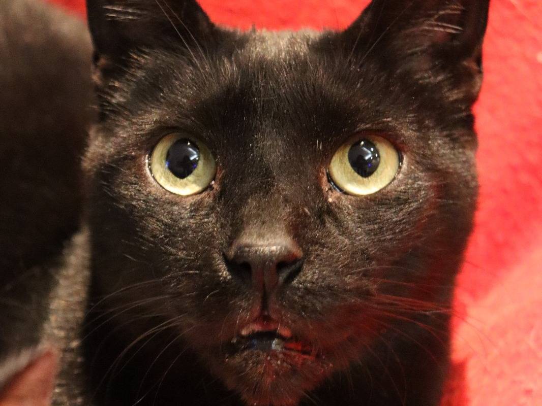 Adotta un gatto, taglia non valida, maschio, Barletta