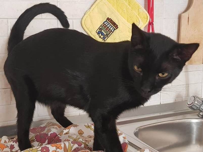 Vuoi adottare un gatto a Barletta?