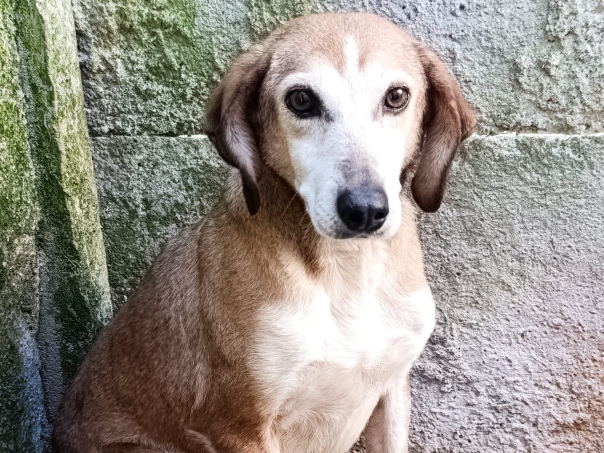 Adozione cane, femmina, Razza sconosciuta Razza sconosciuta, 8 anni e 7 mesi, taglia media contenuta, Belluno