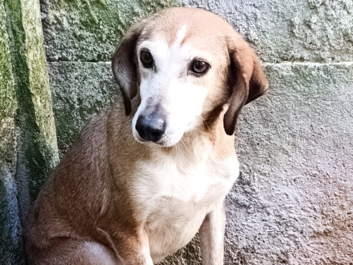 Adotta un cane, taglia media contenuta, femmina, Belluno