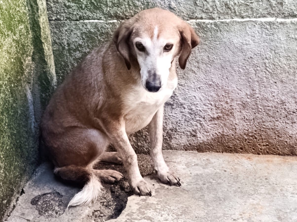 Vuoi adottare un cane a Belluno?