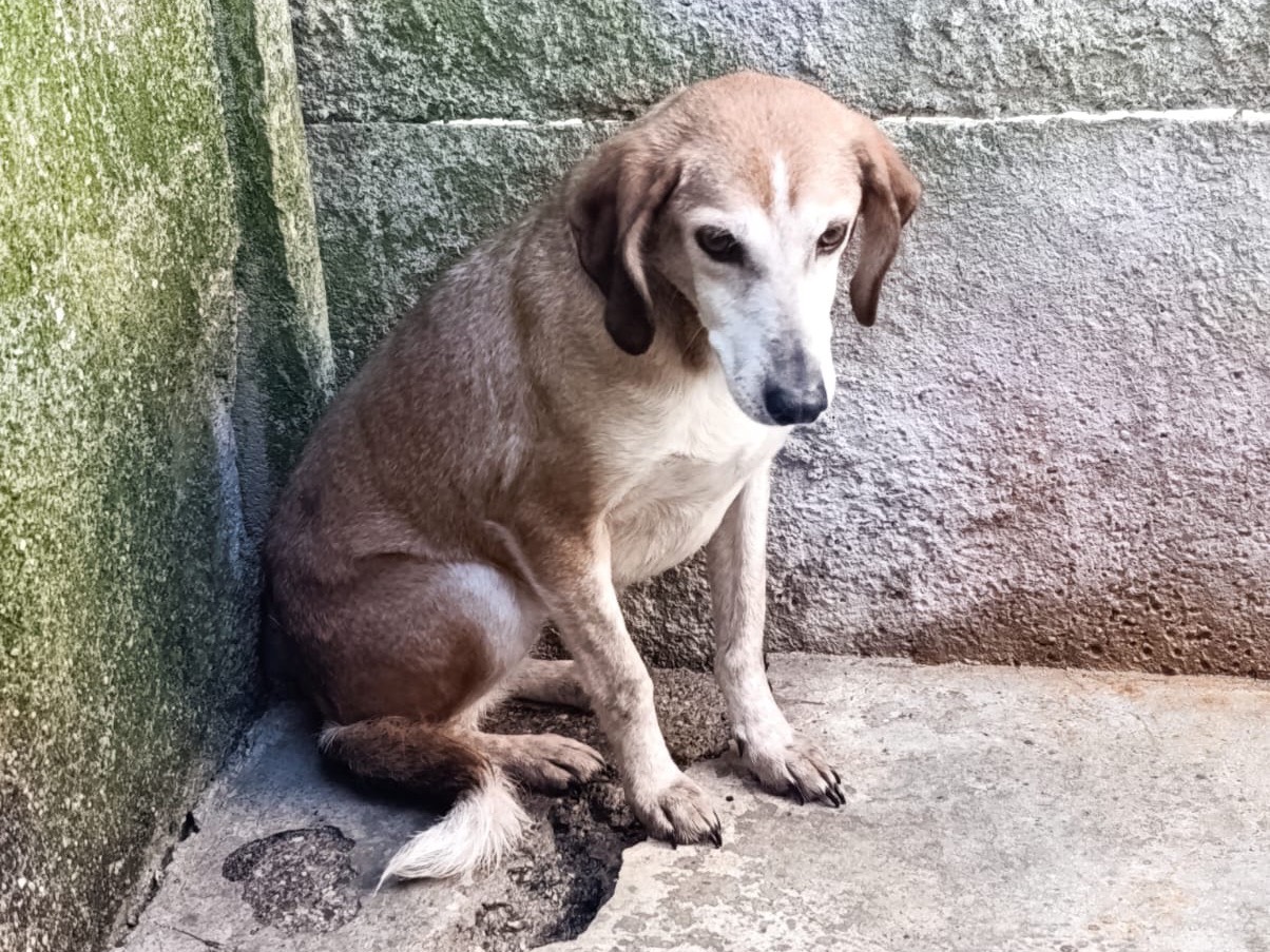 Adotta il cane Alma a Belluno