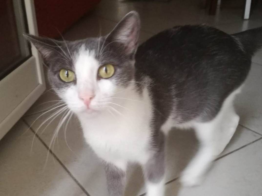 Adozione gatto, femmina, Razza sconosciuta Razza sconosciuta, 4 anni e 7 mesi, taglia non valida, Barletta