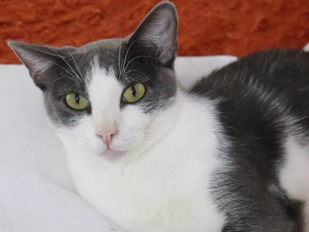 Vuoi adottare un gatto a Barletta?