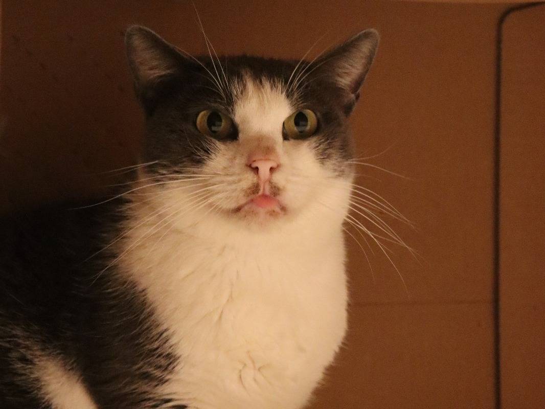 Adotta il gatto ROSALIA a Barletta