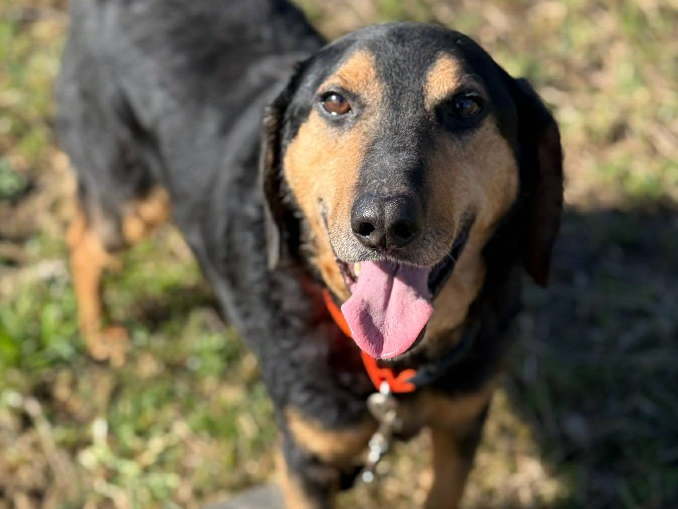 Adotta un cane, taglia media, maschio, Firenze