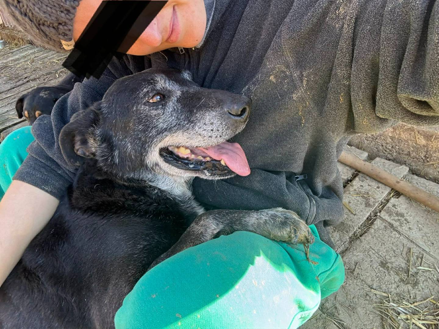 Adotta il cane ACHILLE a Firenze