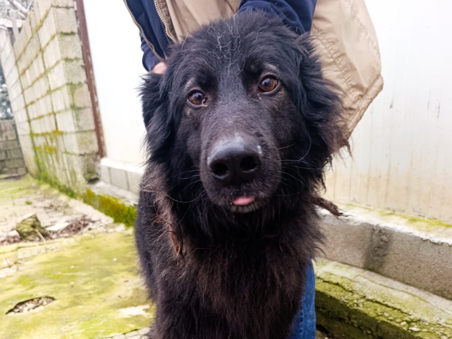 Adozione cane, maschio, Razza sconosciuta Razza sconosciuta, 3 anni e 9 mesi, taglia grande, Firenze