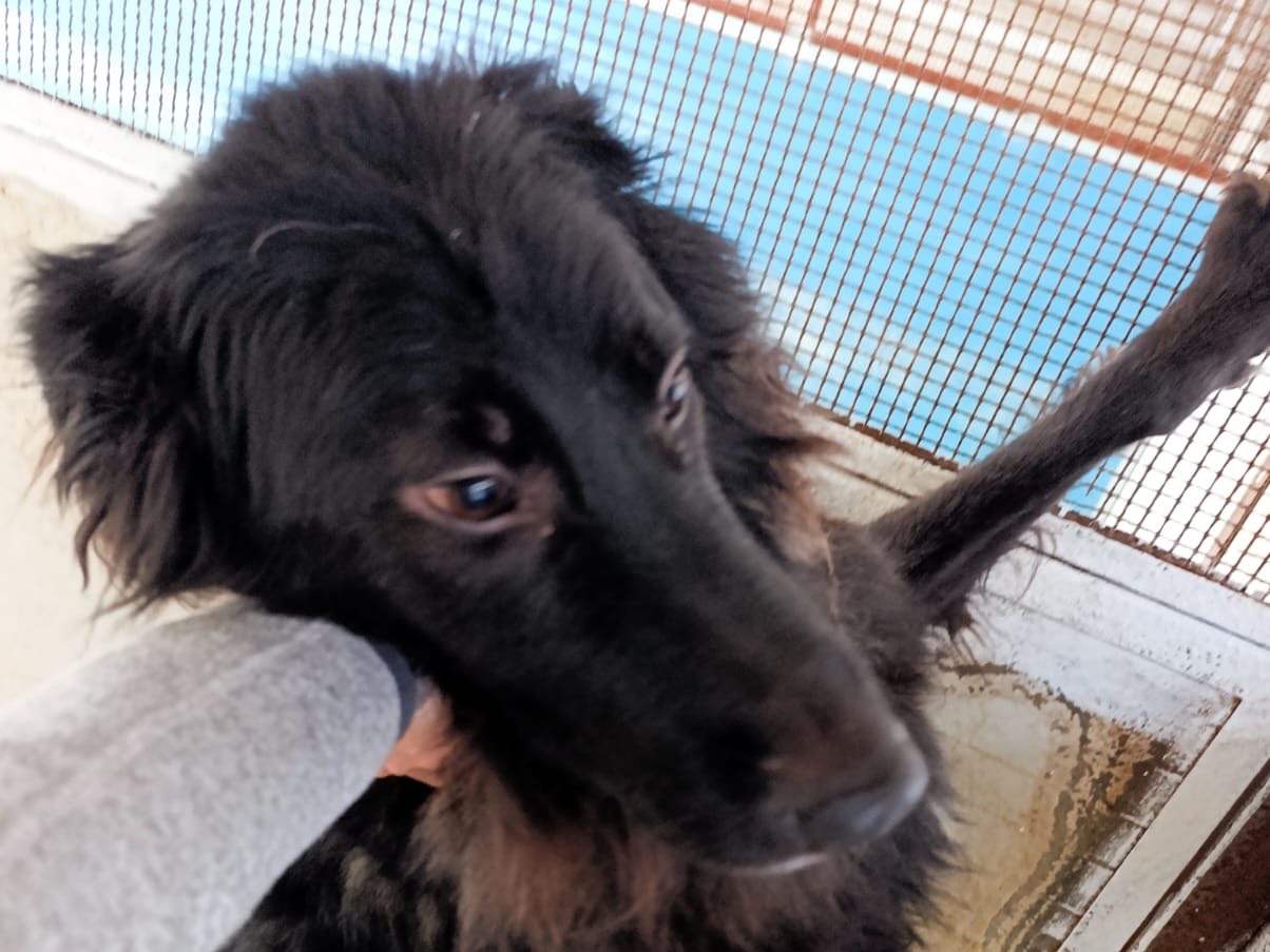 Adotta un cane, maschio, 3 anni e 9 mesi, Firenze