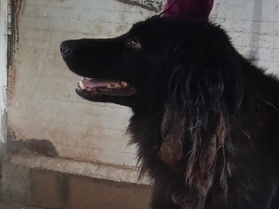 Adotta un cane, taglia grande, maschio, Firenze